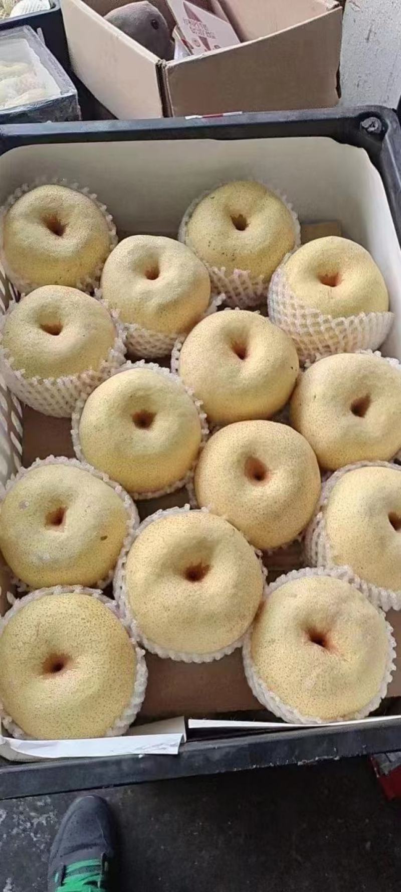 精品陕西酥梨大量上市，产地一手货源直供！个大皮薄，口感佳