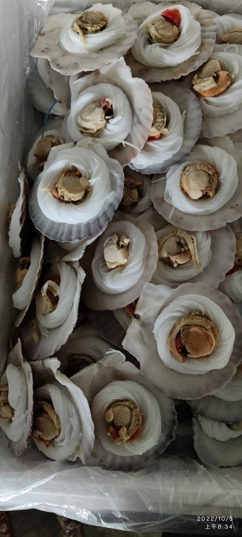 粉丝贝粉丝扇贝烧烤用粉丝贝粉丝贝粉丝扇贝烧烤用粉