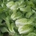 凌海市黄心菜杠菜大量上市中