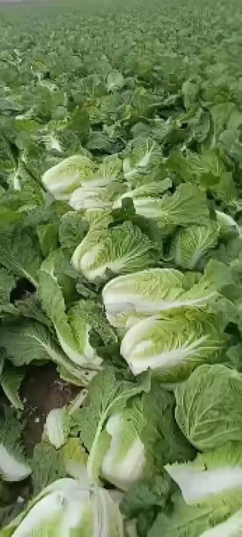 凌海市黄心菜杠菜大量上市中