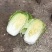 凌海市黄心菜杠菜大量上市中