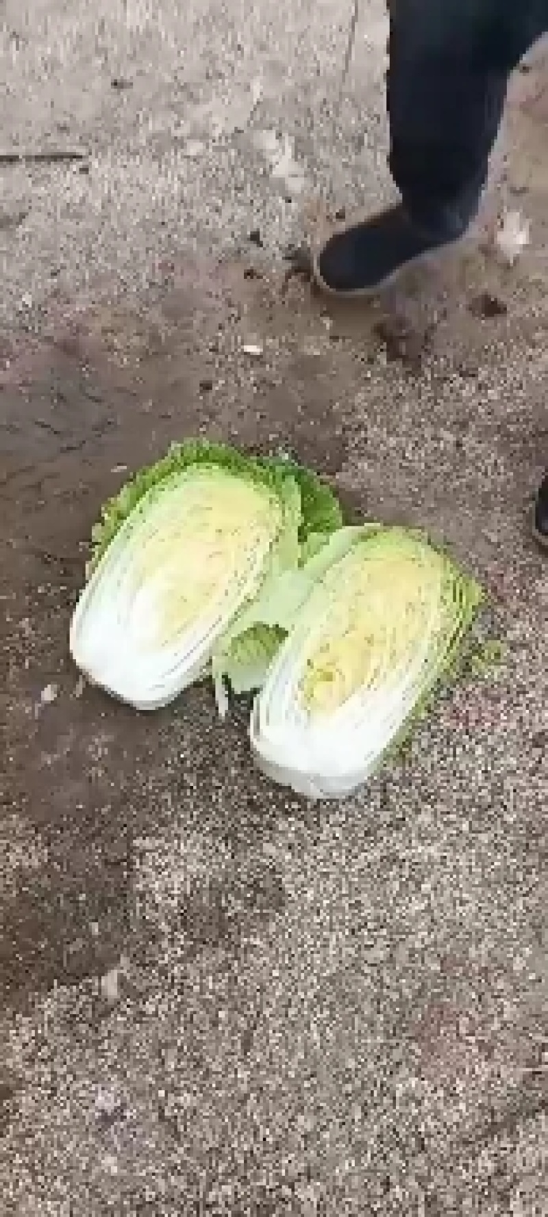 凌海市黄心菜杠菜大量上市中