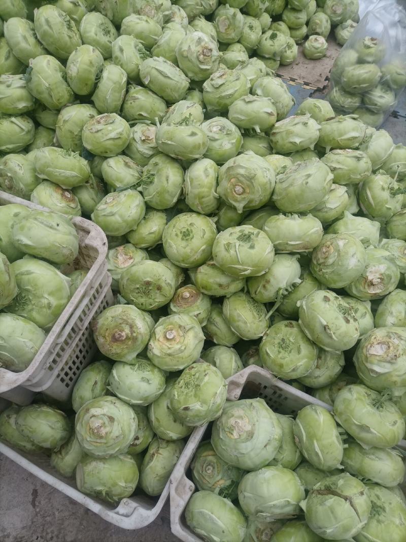 丕蓝菜