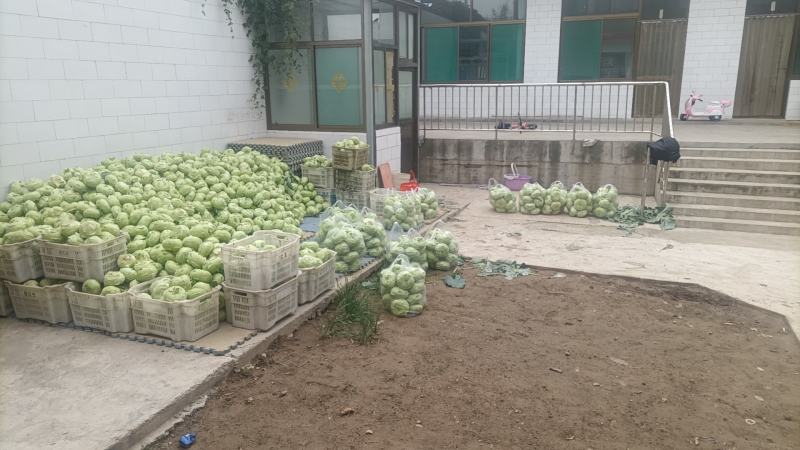 丕蓝菜
