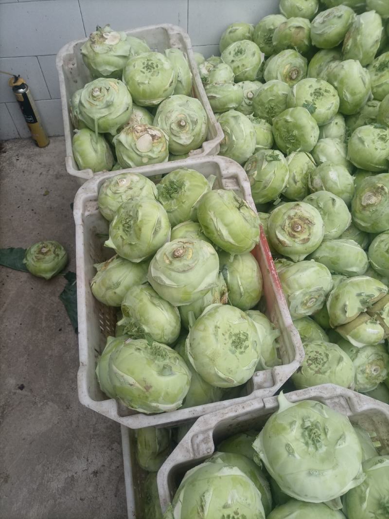 丕蓝菜