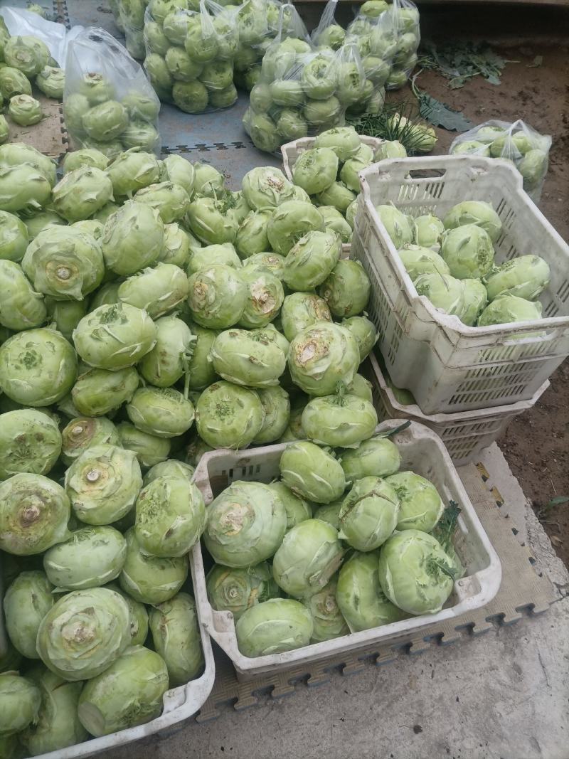 丕蓝菜