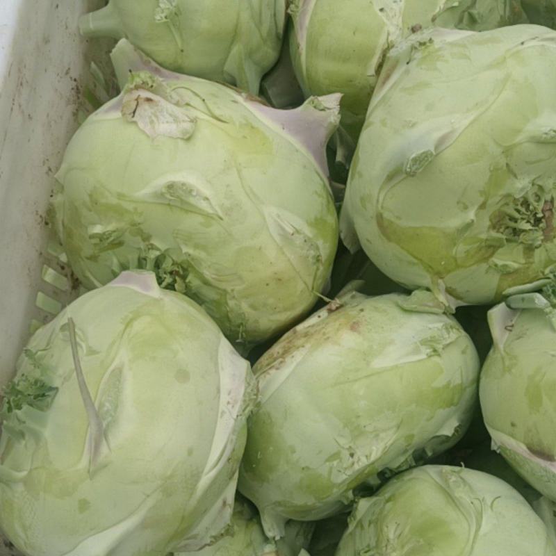 丕蓝菜