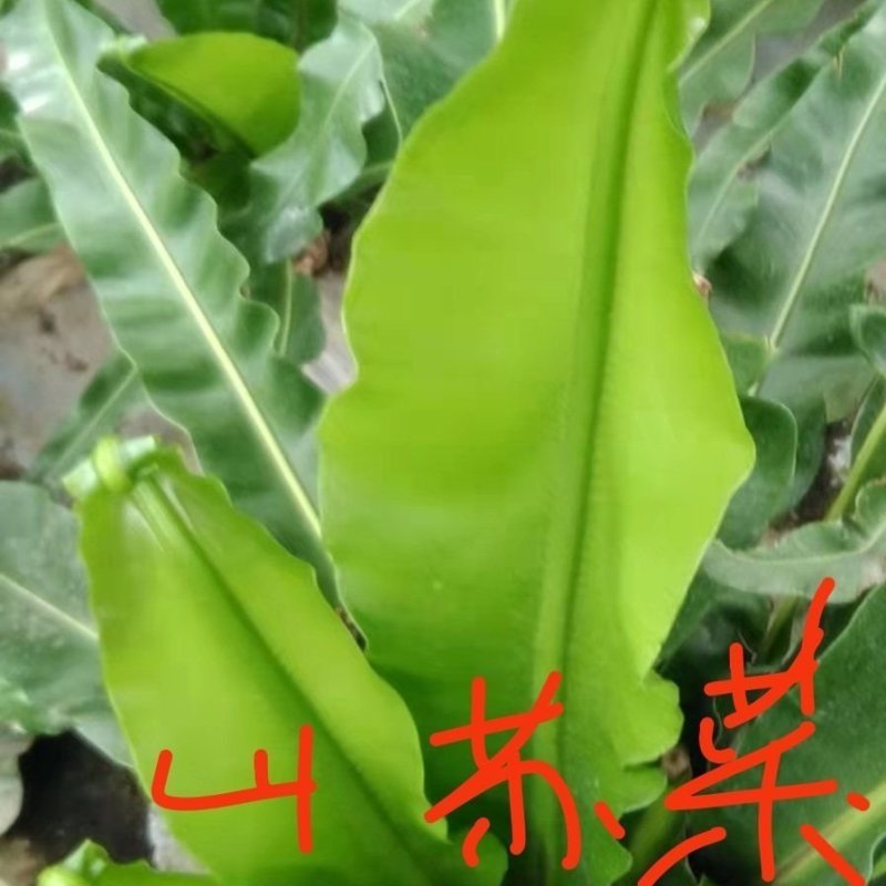 山苏菜，山野菜