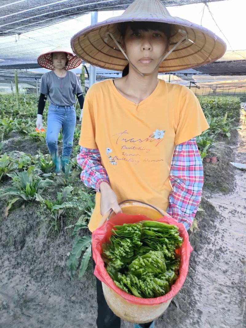 山苏菜，山野菜