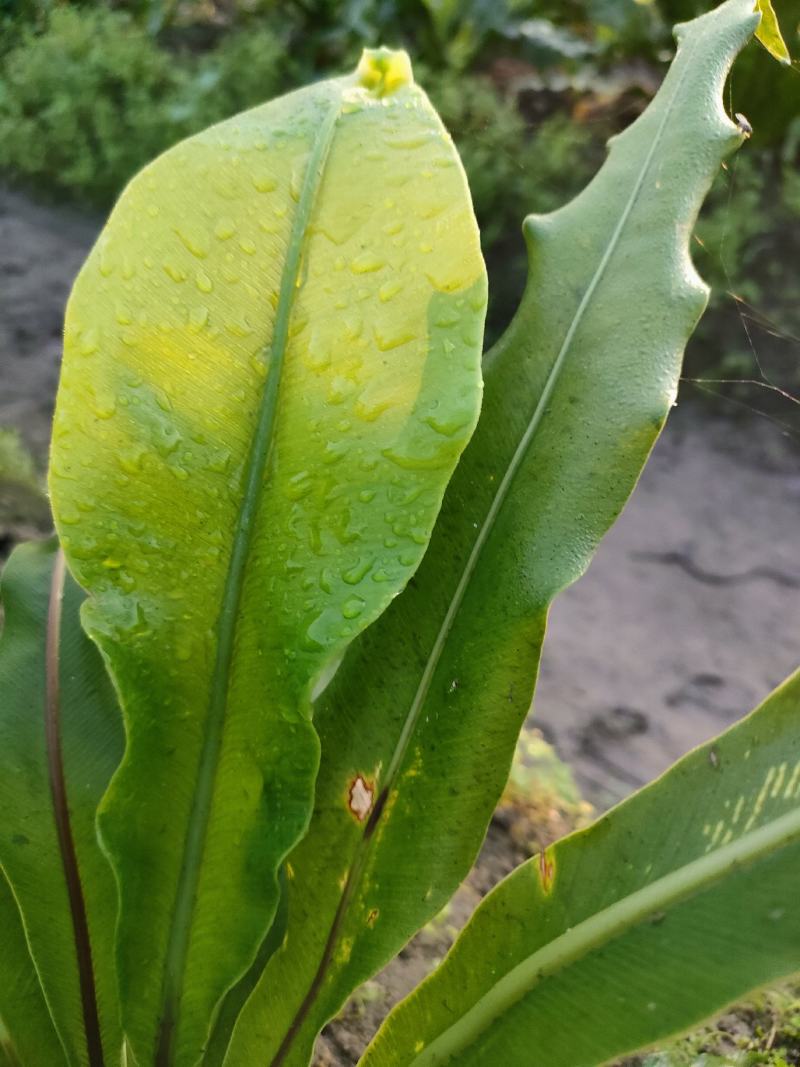 山苏菜，山野菜