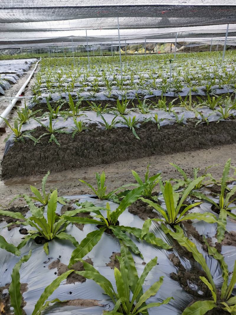 山苏菜，山野菜