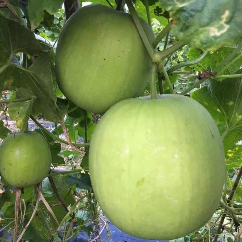 台湾香芋冬瓜，