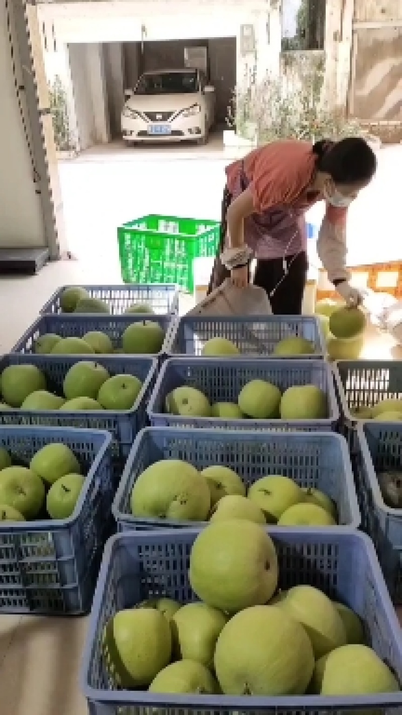 台湾香芋冬瓜，