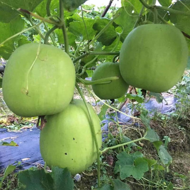 台湾香芋冬瓜，