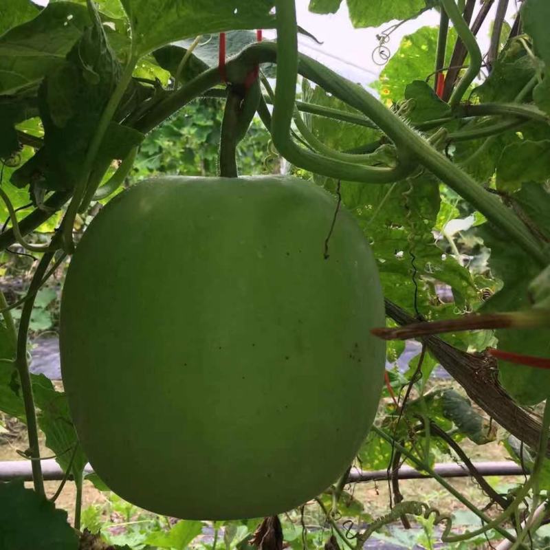 台湾香芋冬瓜，