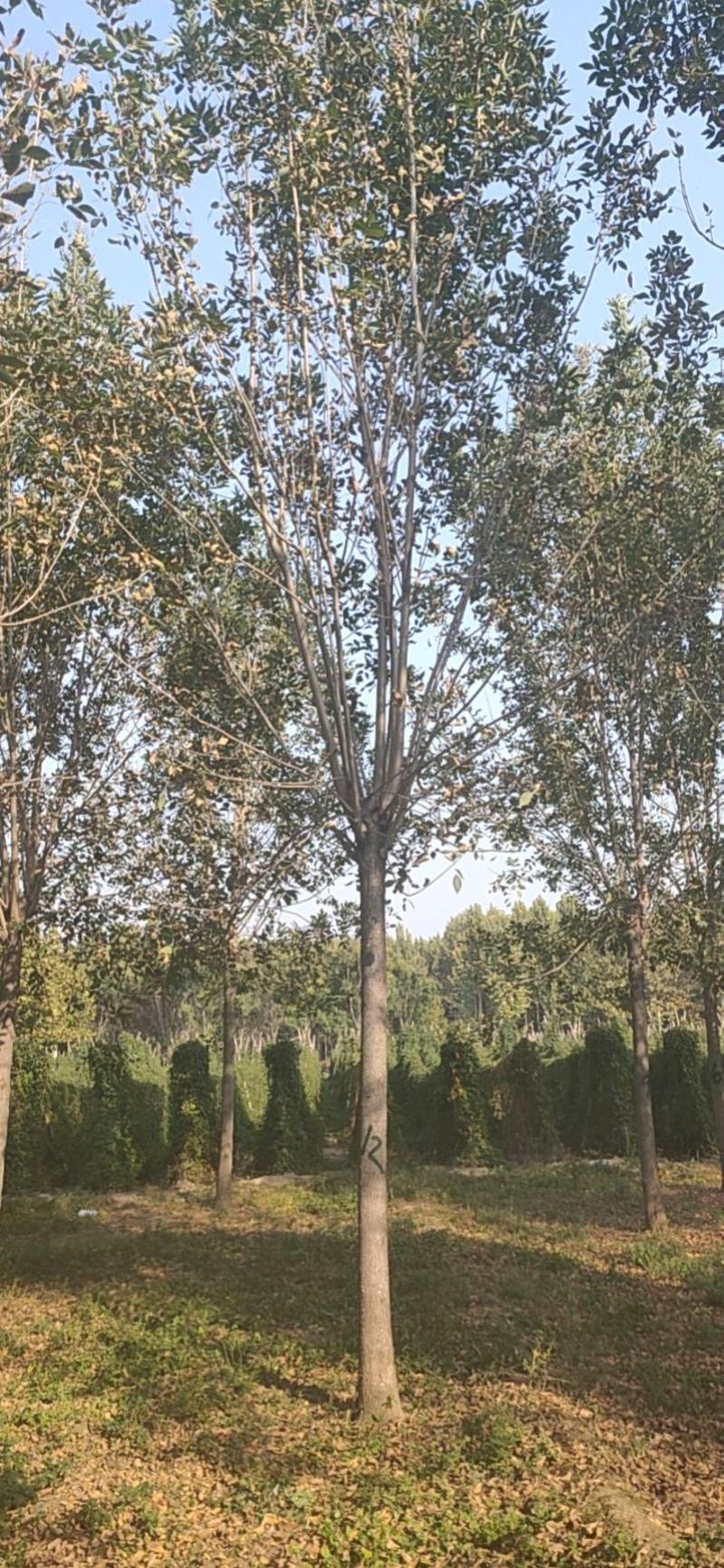 丛生黄蜡高度5-6米，冠幅4米以上，丛生白蜡5-8米
