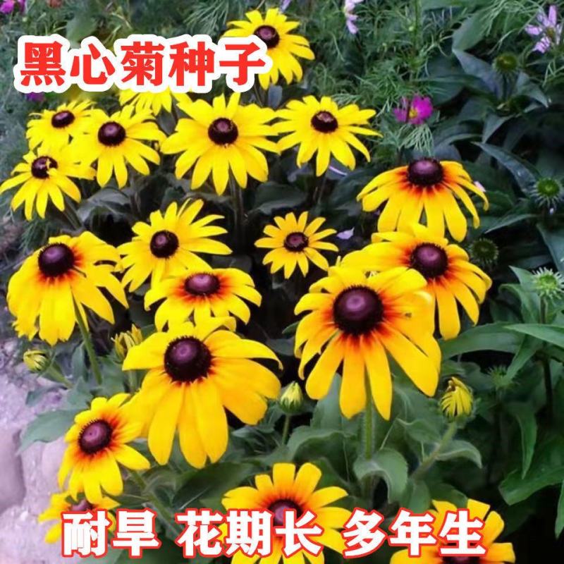 黑心菊花种子，金光菊花种子，景观绿工程多年生花卉种子批发