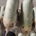 大量供应水果萝卜好孬都有商超电商加工厂酱菜厂