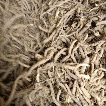 新鲜玉竹