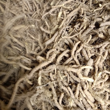 新鲜玉竹