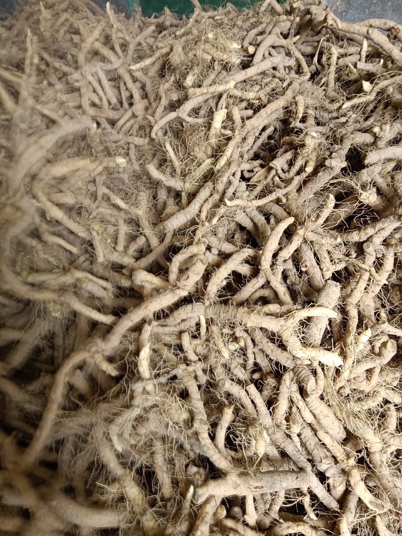 新鲜玉竹