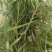 小方捆牛羊稻草。齐草。小麦秸秆。菌草。治沙草大量出售。