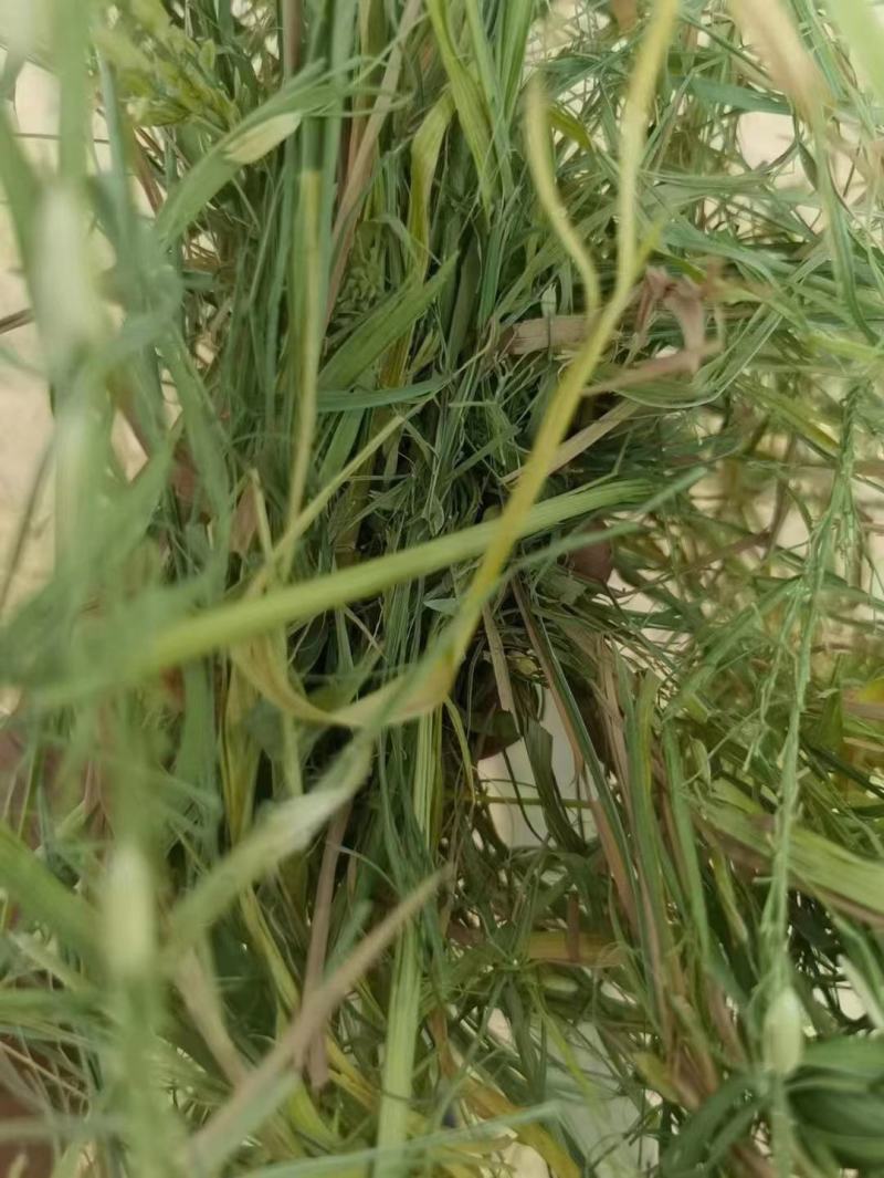 小方捆牛羊稻草。齐草。小麦秸秆。菌草。治沙草大量出售。