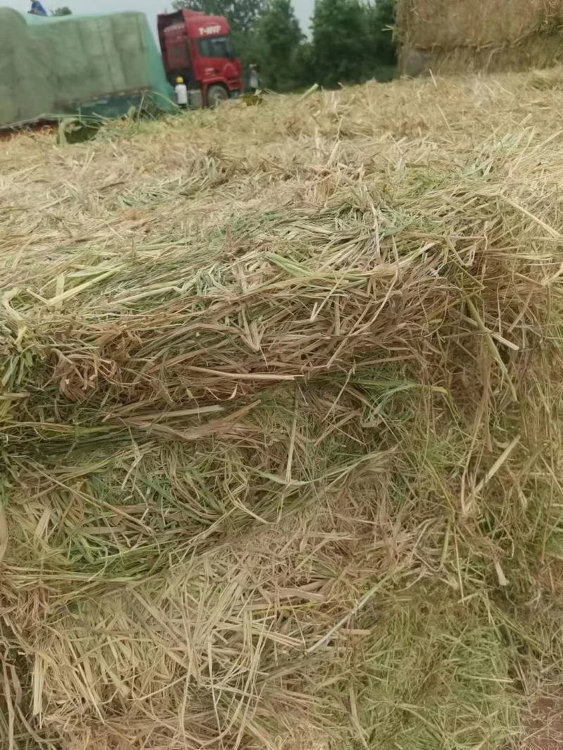 小方捆牛羊稻草。齐草。小麦秸秆。菌草。治沙草大量出售。