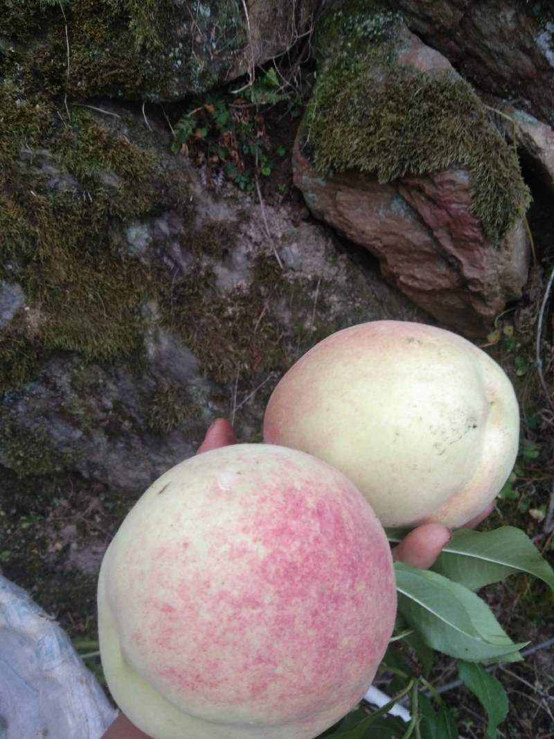 金秋红蜜