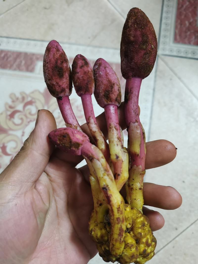 回春草，神仙小草，还阳草，顶天柱，云南野生不老草2斤包邮