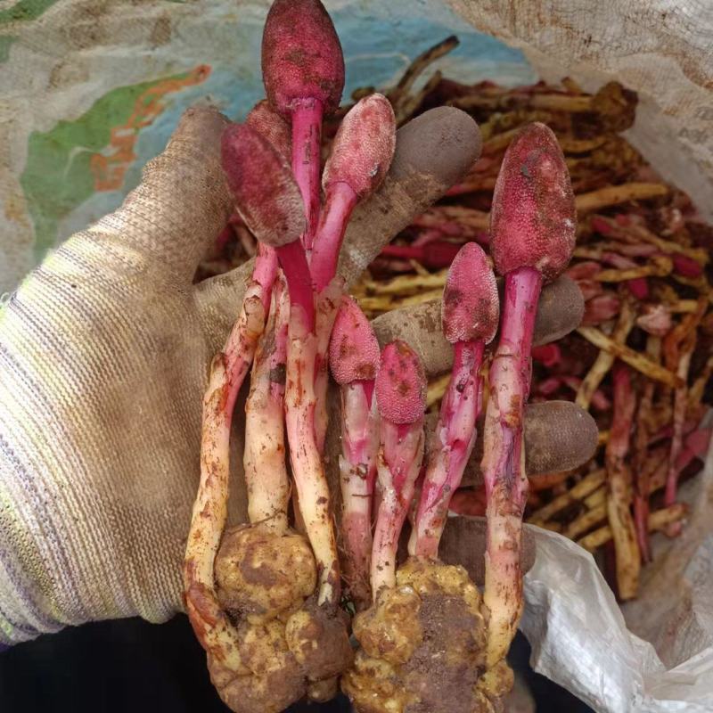 回春草，神仙小草，还阳草，顶天柱，云南野生不老草2斤包邮