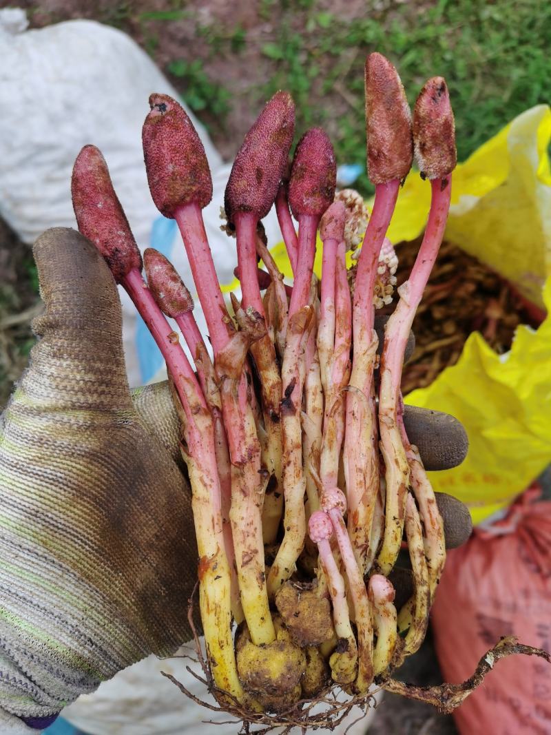 回春草，神仙小草，还阳草，顶天柱，云南野生不老草2斤包邮