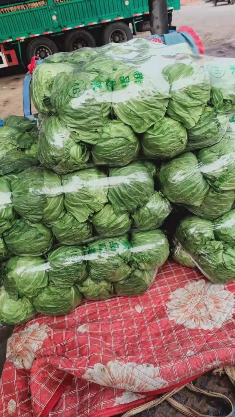 河北永年甘蓝