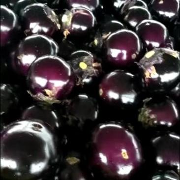 紫光圆茄大量供应，代收代发全国各地