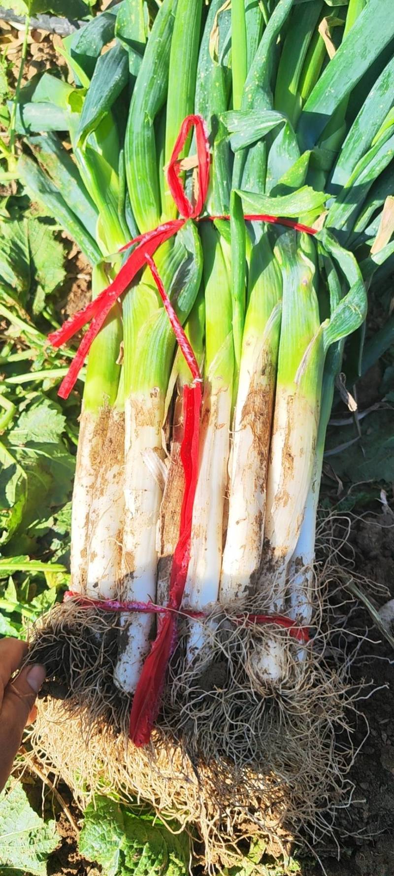 大葱40cm以上毛葱3cm左右