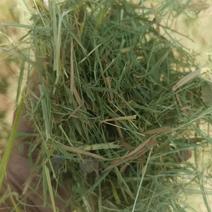 优质小方稻草菌草小麦秸秆。柔丝牛羊草大量出售。