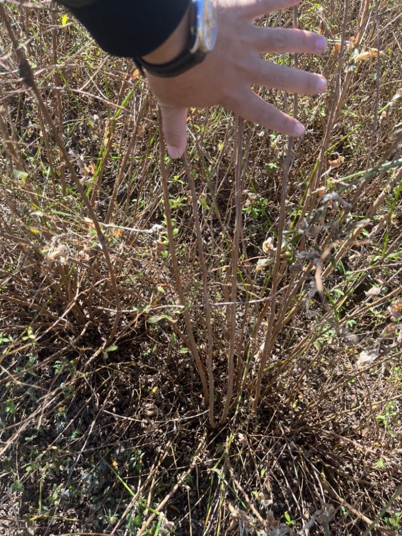 干支雪柳批发自己种的花质量好每年都在卖欢迎来电