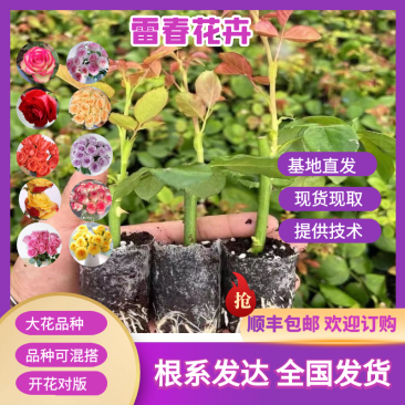 10000杯云南昆明鲜切花玫瑰月季杯苗带土发货四季开花