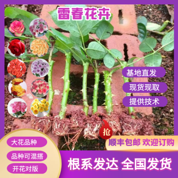 2000棵顺丰包邮云南黄玫瑰苗大花月季花苗扦插种苗