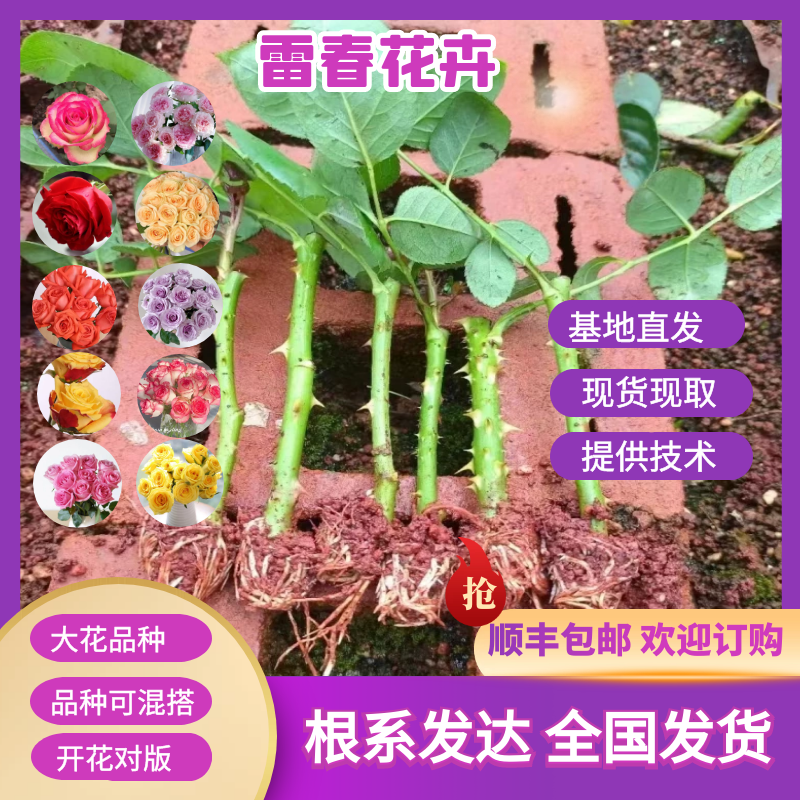 2000棵顺丰包邮云南黄玫瑰苗大花月季花苗扦插种苗