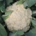 75天有机菜花苗80菜花苗花椰菜苗单球重2kg以上