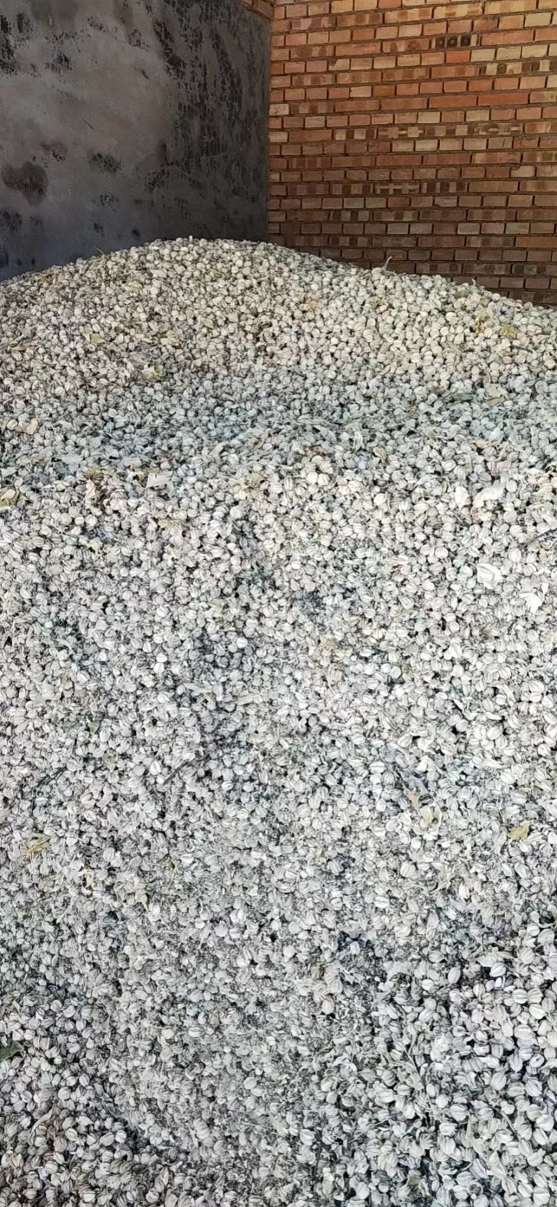 赤果种籽