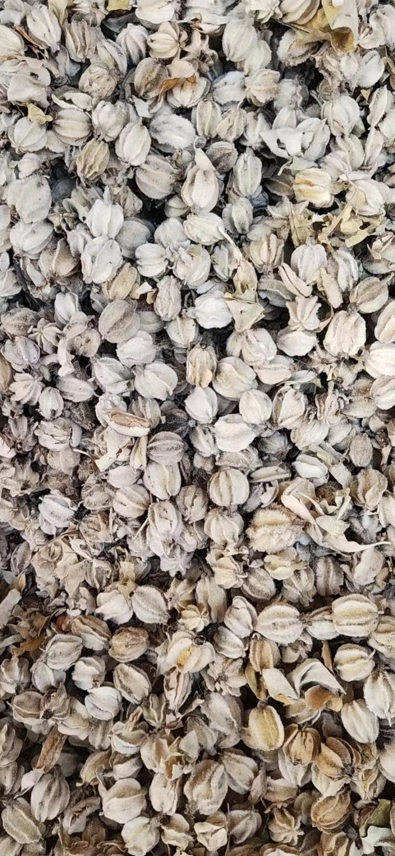 赤果种籽