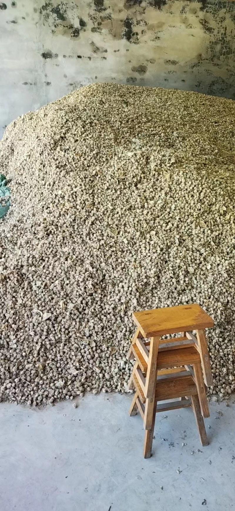 赤果种籽