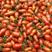 辽宁丹东东港暖棚409小番茄陆续上市，对接批发商，商超！