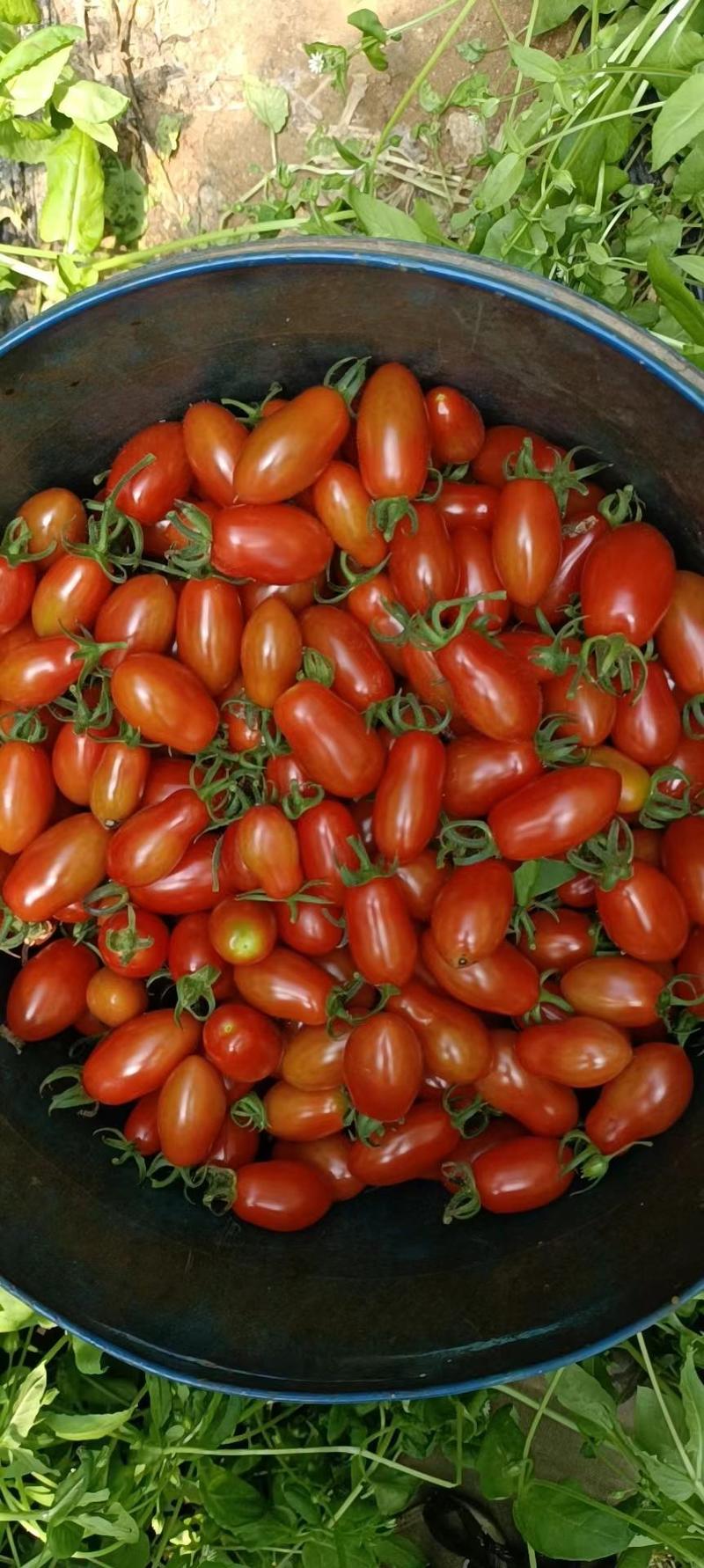 辽宁丹东东港暖棚409小番茄陆续上市，对接批发商，商超！