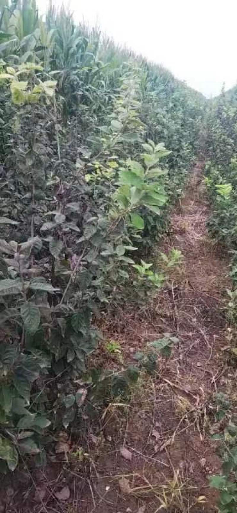 赤果苗