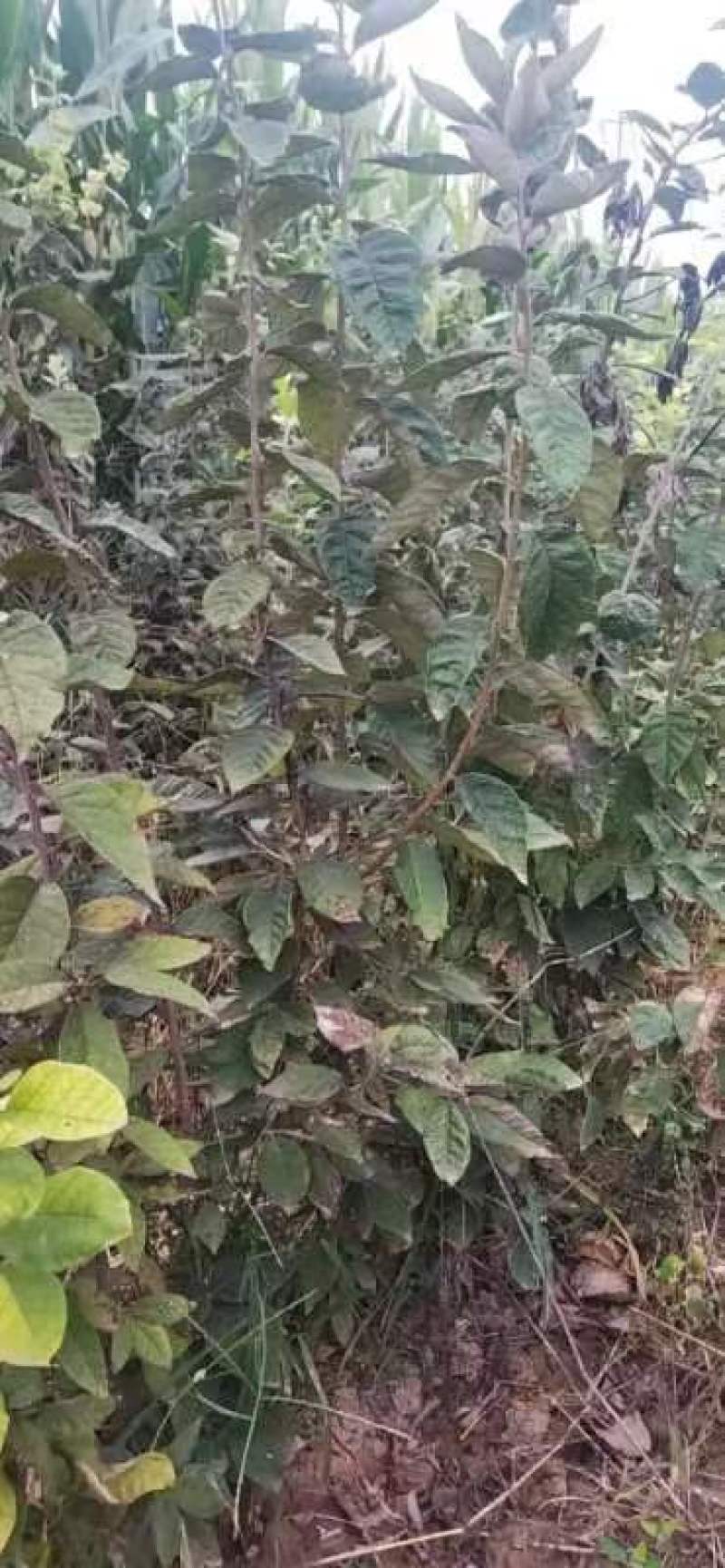 赤果苗