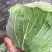 【精品批发】平包扁包菜产地直发，量大从优欢迎咨询服务周到