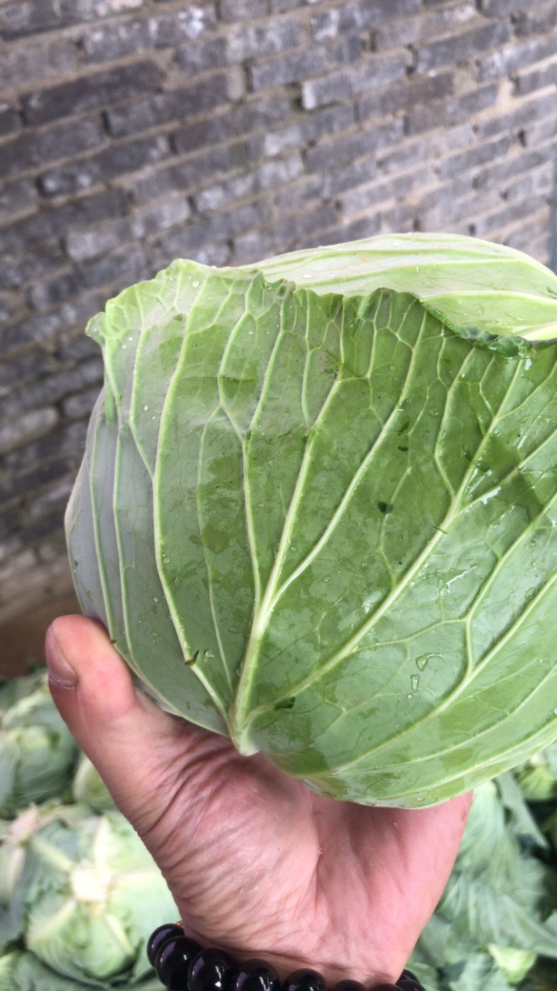 【精品批发】平包扁包菜产地直发，量大从优欢迎咨询服务周到